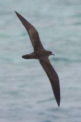 Ardenna pacifica