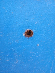 Nannotrigona perilampoides