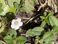 Geranium potentilloides