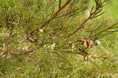 Hakea microcarpa