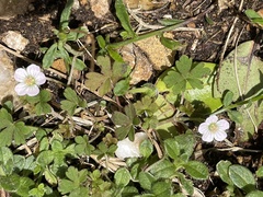 Geranium potentilloides