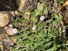 Geranium potentilloides