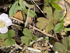 Geranium potentilloides