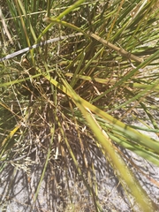 Xanthorrhoea gracilis