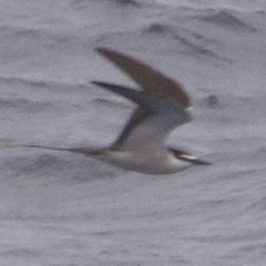 Onychoprion anaethetus