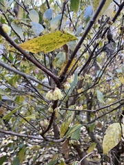 Corylopsis