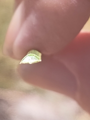 Xanthorrhoea gracilis