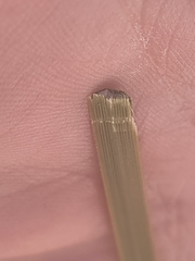 Xanthorrhoea gracilis