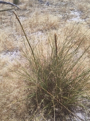 Xanthorrhoea gracilis