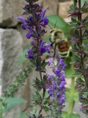 Bombus huntii