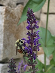 Bombus huntii