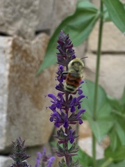 Bombus huntii