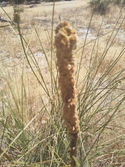 Xanthorrhoea gracilis
