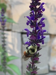Bombus huntii