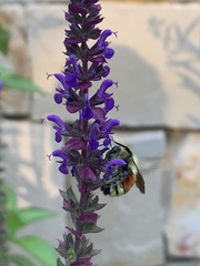 Bombus huntii
