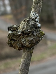 Callirhytis quercuspunctata