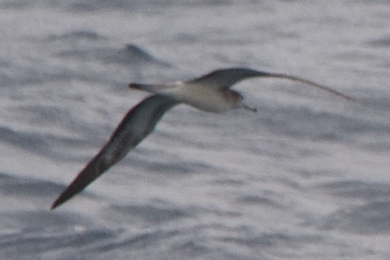 Streaked Shearwater