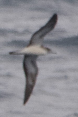 Streaked Shearwater