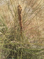 Xanthorrhoea gracilis