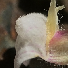 Sairocarpus vexillocalyculatus intermedius
