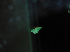 Prasinocyma semicrocea