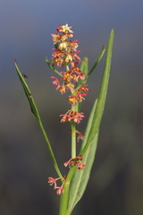 Rumex bidens