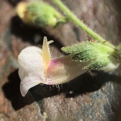 Sairocarpus vexillocalyculatus intermedius