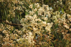 Cordia alliodora