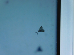 Pollanisus lithopastus