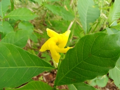 Tabernaemontana ochoterenae