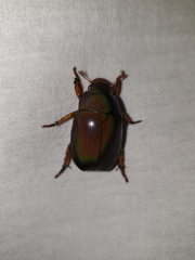 Anoplognathus smaragdinus