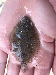 Pseudorhombus jenynsii