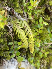 Notogrammitis heterophylla