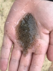 Pseudorhombus jenynsii