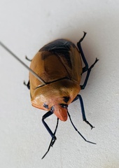 Tectocoris