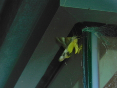 Niceteria macrocosma