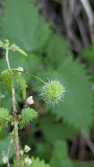 Urtica pilulifera