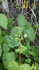 Urtica pilulifera