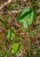 Centella cordifolia