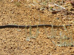 Notechis scutatus occidentalis