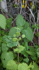 Urtica pilulifera