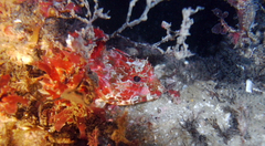 Taurulus bubalis