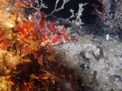 Taurulus bubalis