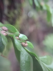 Tmesipteris lanceolata