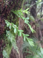Tmesipteris lanceolata