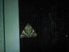 Niceteria macrocosma