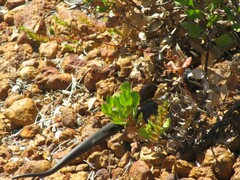 Notechis scutatus occidentalis