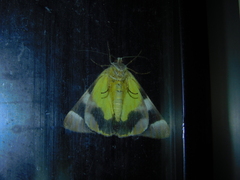 Niceteria macrocosma