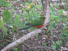 Platycercus icterotis