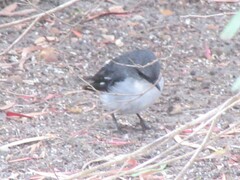 Eopsaltria georgiana